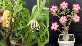 Air Layering on Adenium Plant / Grow Adenium from Branch