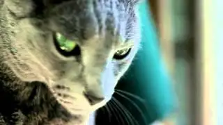 14 DE FEBRERO 2013, CAMINO A CASA CON LLUVIA,  "GATO LUNA" UN AMOR