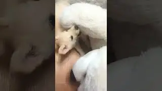 #викинатори #собака #щенок