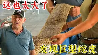 沼澤獵手：太大了，發現巨型蛇皮，看到都驚訝！紀錄片