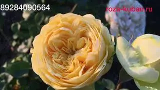 Роза Каталина