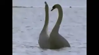 Т. Повалий . Пусть вам повезет в любви 🦢