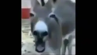Juda kulgilik voydod