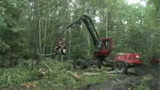 Будущее российских лесов