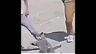 Cat Hits Whip To Google Duo Sound