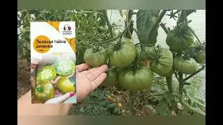 🔥Обзор томатов 2022.🍅 Вся правда💯 о бренде томатов😱