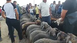 ДУСВОЙ КУЙ КУЗИ КУЧКОР НАРХЛАРИ КАРШИ КАРВОН МОЛ БОЗОРИДА