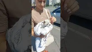 чіхуахуа