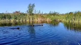 Погоня