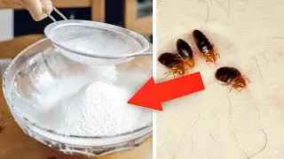 Best Trick To Get rid of bed bugs fast and permanently at home / bed bugs killer