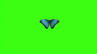 Green screen | Blue Butterfly | Footage | Download | №98