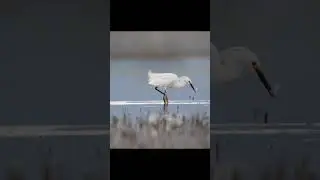 Ghillie net ✅ Camera ✅ Egrets fishing ✅ #birds #birdphotography #wildlife #nature