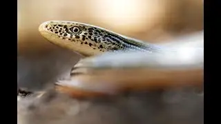Découverte d'Ophisaurus ceroni (voyage Atheris au Mexique)