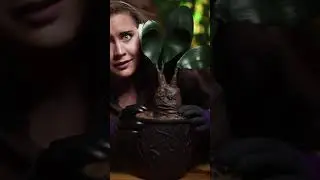 Herbology: The Mandrake's Cry
