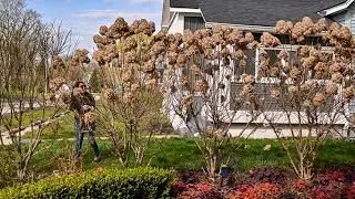 Pruning a beautiful hedge of hydrangeas HARD!