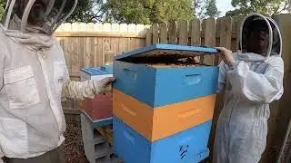 BEE AUGUSTINE HONEY CO. - Pimp My Hive Edition