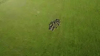 Мараловая ферма