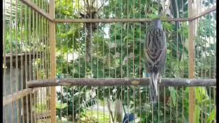 Kompilasi Kenari Gacor | Putar Sekali langsung bikin emosi yang lain #canary #kenari #kenarigacor