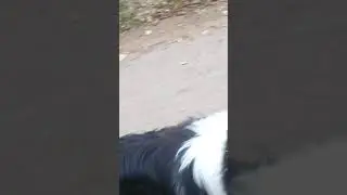 Последние деньки на даче.