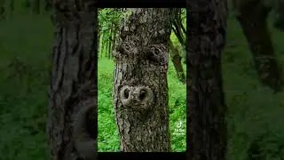 Галерея необычных деревьев