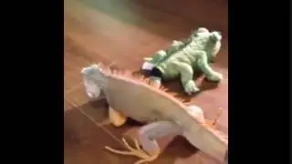 Fierce battle, слабонервным не смотреть
