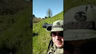У лисьей норы. Лисята лают