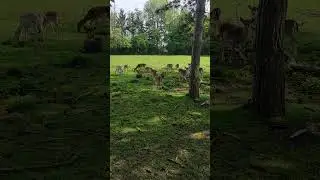 Худі косулі