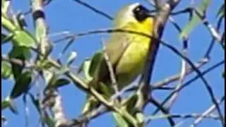 Common Yellowthroat 