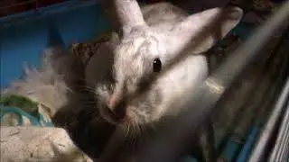 Rabbit Giving Birth