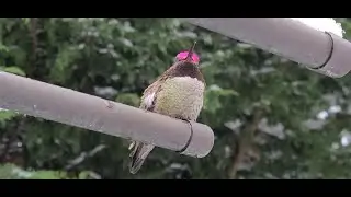 Territorial Hummingbird
