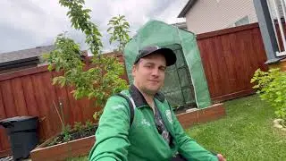 Що Росте на ГОРОДІ в холодній Канаді…