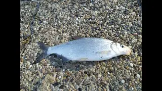 прикормка на всю живую рыбу \ bait for all live fish