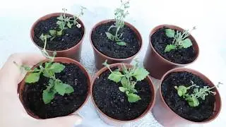 🌱БАКОПА ИЗ ЧЕРЕНКА ! ЛЕГКО И ПРОСТО . 🌱