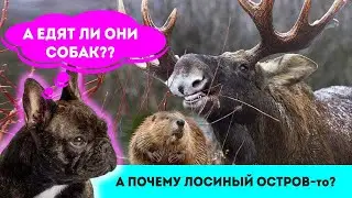 Лосиными тропами. Я шагаю по Москве