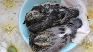 Как растут голубята-сизарики ✿ How do little pigeons grow