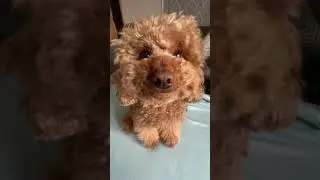 Пудель Груша дарит тебе улыбку