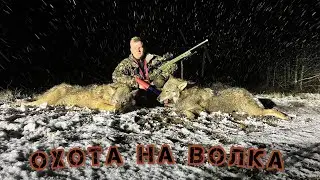 Охота на волка