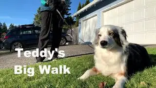 Teddy's Big Walk
