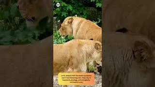 Lion Facts - Amazing Animal Facts #facts #factsinhindi #lion #lionfacts #shorts #mymixindia