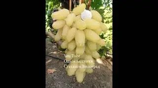 Виноград Алинка