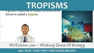Coordination and Response - Plants - Tropisms - GCSE Biology (9-1)