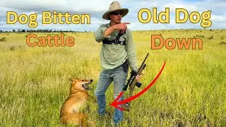 Dog Shooting And Cattle Work