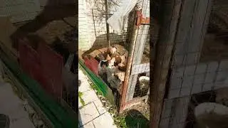 😊Пернатые на даче;)