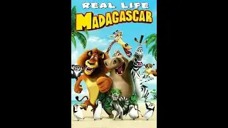 MADAGASCAR characters IN REAL LIFE! Main Characters!
