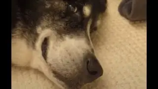 Oldest Pet Problems.. poor Ender!
