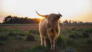 Matija & Richard Elcox - As The Cow Flies