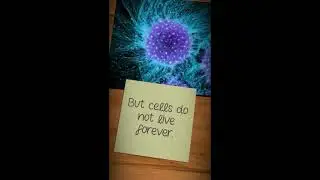 MITOSIS LECTURE (YOUR TEACHER)