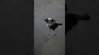 Готовим Кота к Камазу🤣🤣🤣