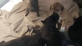 Puppy Crash-Out! (Rescuing Abandoned Puppies)