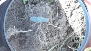 Искатели 47 регион.Коп с Викингом/Search coins & relics with a metal detector